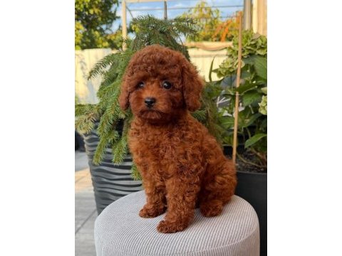 Red brown mini poodle bebekler