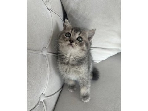 Blue golden bebeğim yeni yuvasını arıyor
