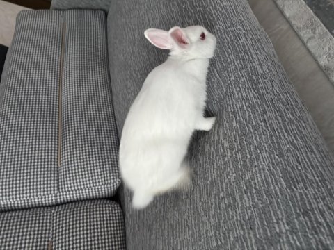 8 aylık cüce tavşan