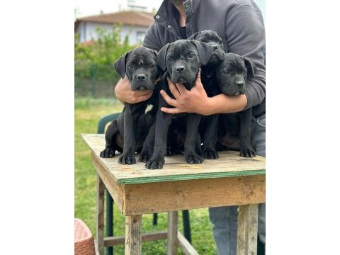 Cane corso dişi yavrular