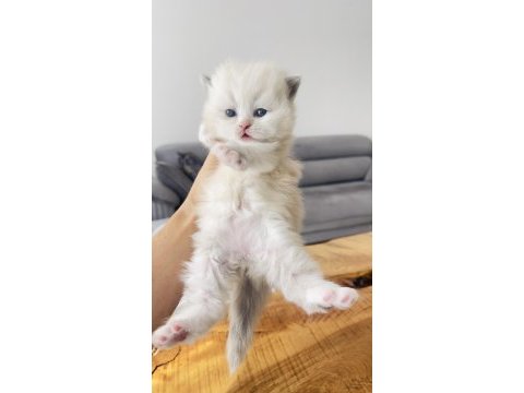 Efsane yavrular british longhair