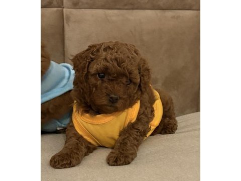 Aşılı wc eğitimli 0 numara poodle yavrular