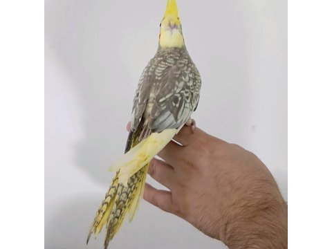 Yeni yeme düşen sultan papağanı yavru