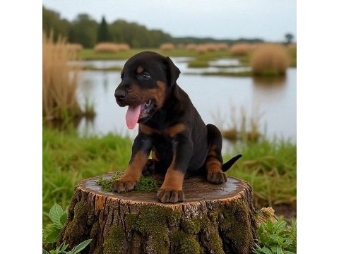 Secereli doberman yavrularımız 