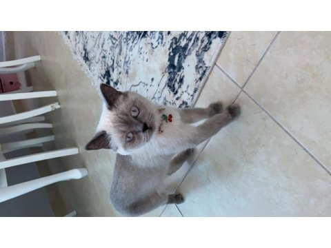1,5 yaşında blue point exotic shorthair