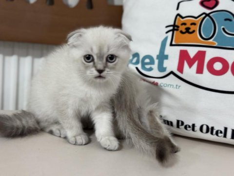 Yasal ruhsatlı işletmede ziyarete açık scottish fold