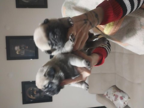 Yavru pug köpeği sahiplendirme