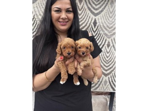 Safkan maltipoo yavrularım