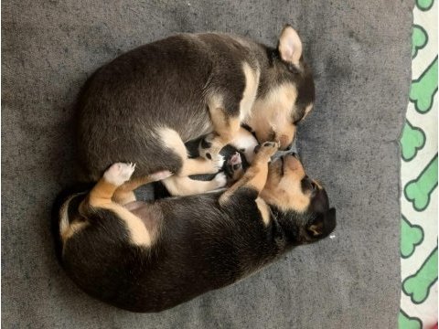 2 aylık sağlıklı oyun delisi ev ortamından yavru köpekler