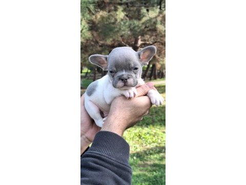 French bulldog yavrularımız