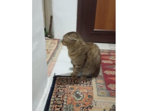 Scottish fold kedimizi sahiplendirme