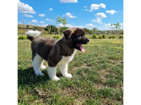 Yüksek kalite amerikan akita yavrular sun kennels