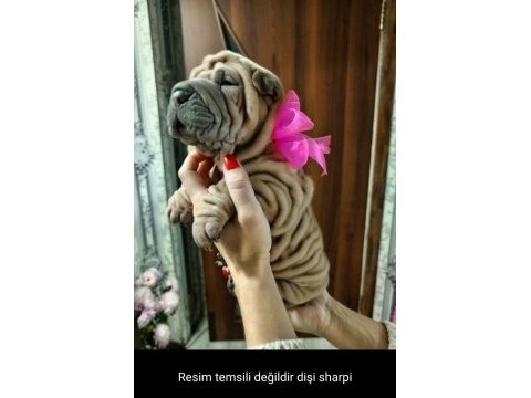 Irkının en guzelleri minik shar pei kızları
