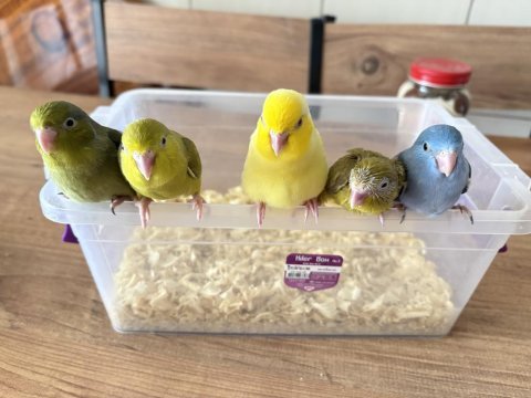 Forpus papağanı bebekleri