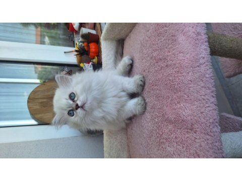 British longhair yavru