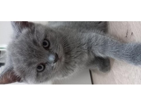 British shorthair yavruları