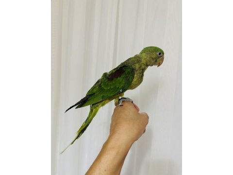 Son bebek alexander el besleme büyüyor