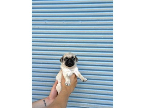 Hamburger surat gül kuyruk pug mops