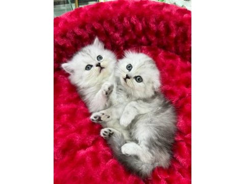 Koca kafa scottish fold yavrularımız