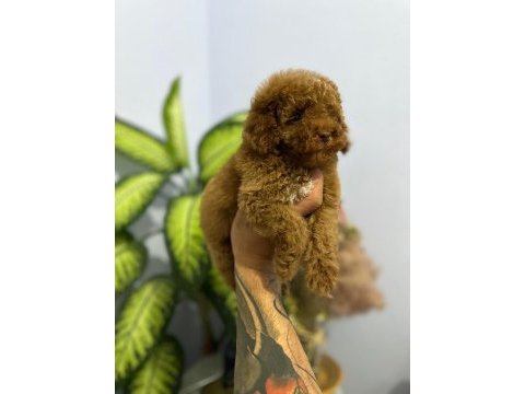 Poodle bebekleri