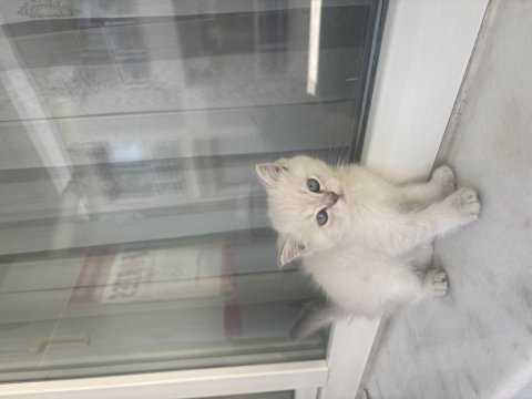 British shorthair silver point yavrular