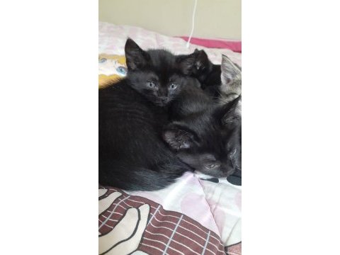 Ücretsiz 4 yavru anne kedim