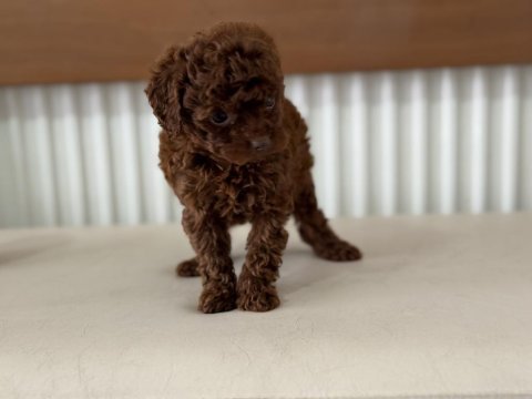 Petmode köpek çiftliğinden tea cup poodle
