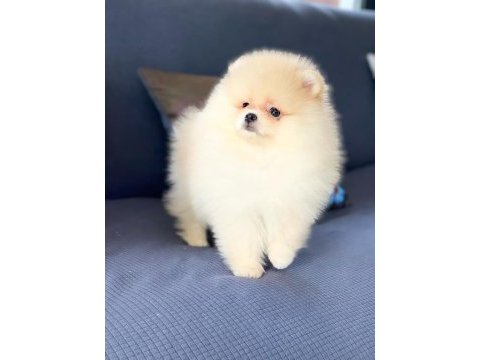 Irk özellikleri ile karakterize gerçek teddybear bebekler