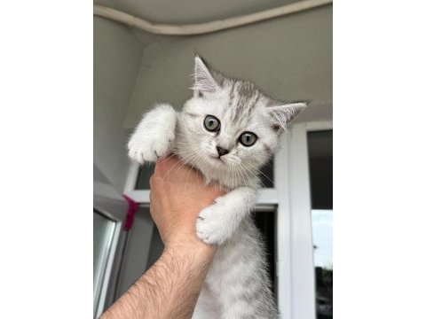 Sahiplendirilecek yavru scottish fold