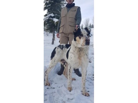 73 günlük dişi alabay, fazla söze gerek yok