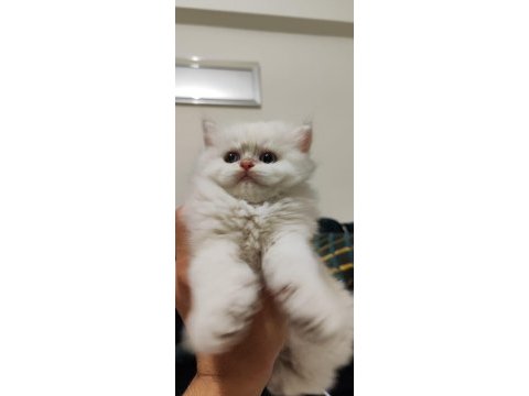 British longhair 50 günlük