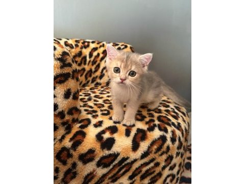 Safkan british shorthair bluegolden yavru