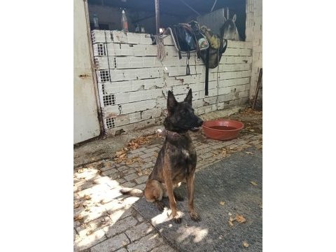 Belçika kurdu 9 aylık kızı