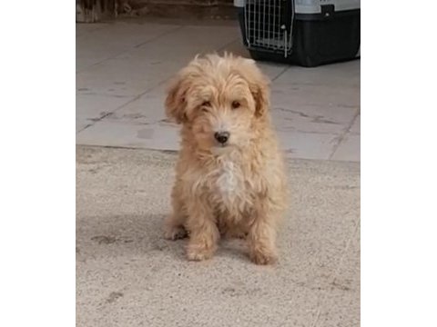 Maltipoo 3 aylık erkek