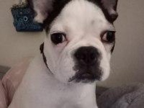 7 aylık tüm aşıları tam çipli dişi french bulldog