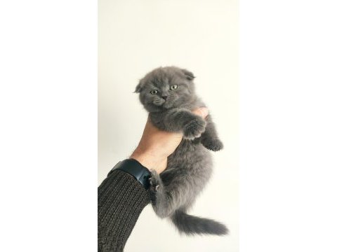 2 aylık british shorthair yavru kedimiz