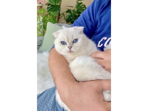 Scottish fold blue eyes