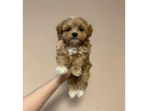 Irk garantili maltipoo yavruları