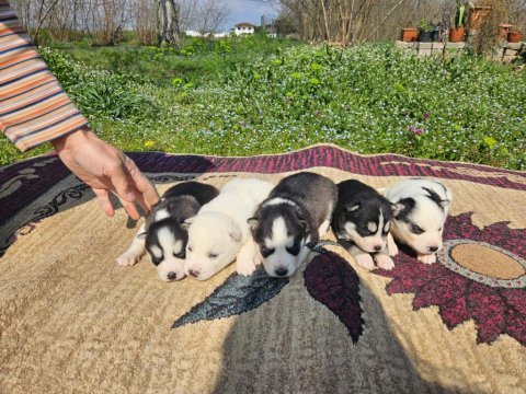 Sibirya kurdu yavrularımız yeni sahibini arıyor