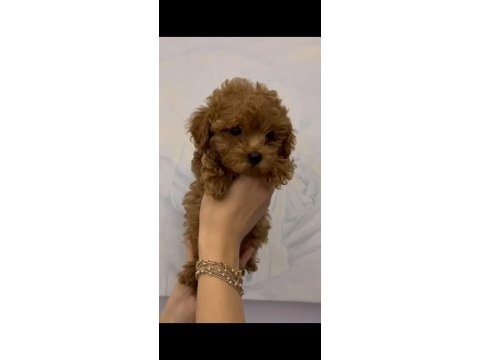 Tüy dökmeyen kalite sağlık ırk garantili poodle yavrularımız