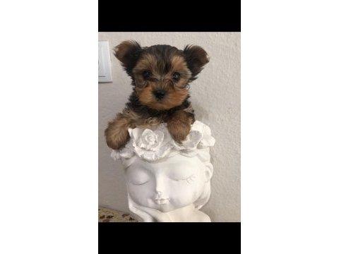 Safkan 0 numara yorkshire terrier bebekler