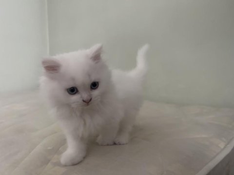 British longhair beyaz erkek 9 haftalık
