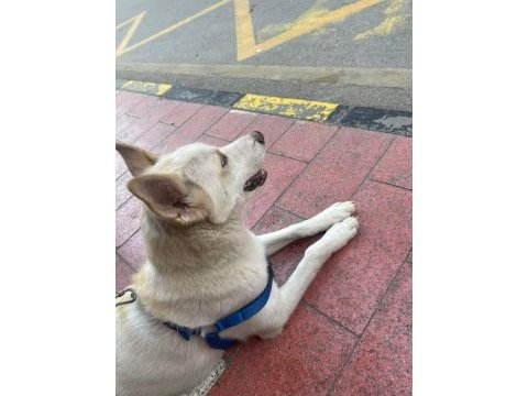 7 aylık dünyalar yakışıklısı husky