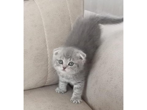 4 adet 50 günlük yavru scottish fold