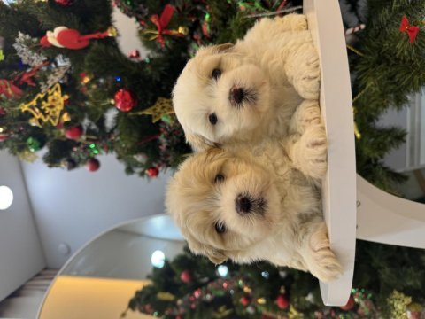 Sevimli maltipoo bebeklerim