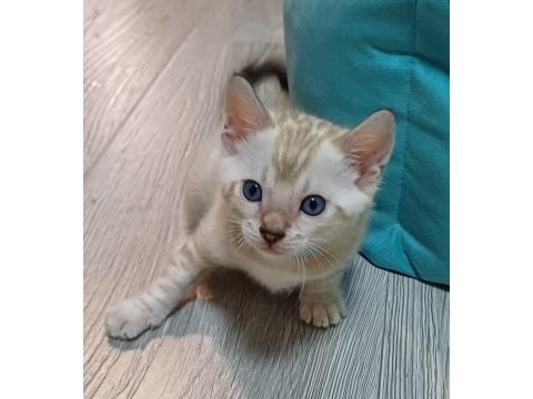 Snow bengal erkek yavru