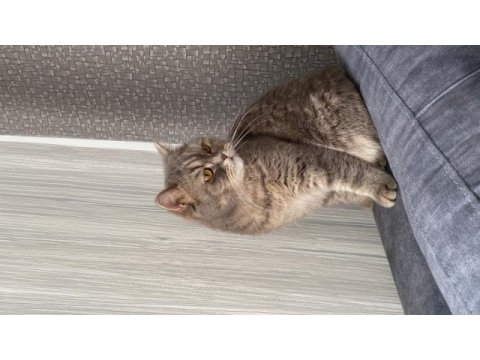 Kedimize yeni yuva arıyoruz