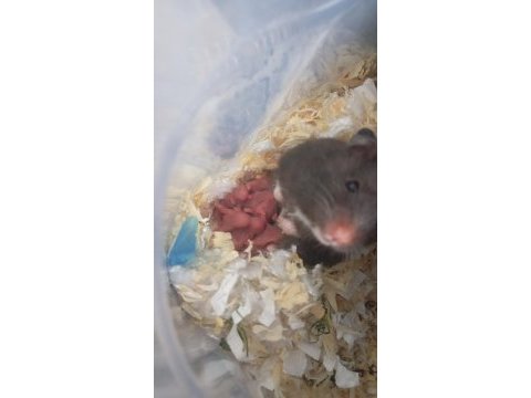 Hamster yavrular