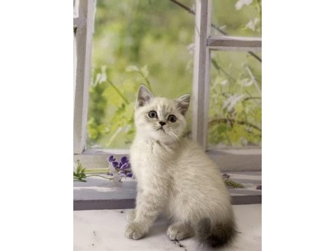 Brıtısh shorthair sılver yavrularım 