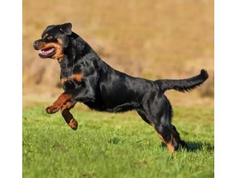 3 yaşında rottweiler ücretsiz sahiplendirme